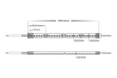 Havit Lighting 14.4w IP67 24v DC HaviFlex Side Bend Flexible Neon LED Strip 5500k (HV9792-IP67-140-5K)